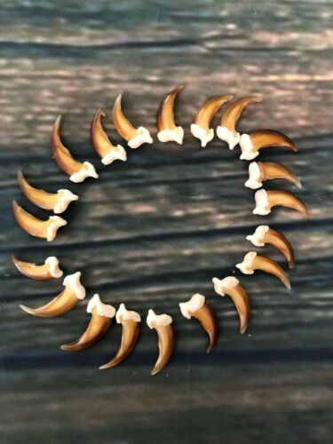 20 Real Blonde Coyote Claws Toes Craft Skull Jewelry Gothic Voodoo Animal Mount