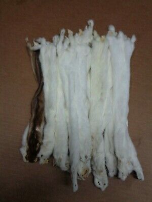 #2 Quality Tanned L Short Tail Ermine/weasel/fur/crafts/trapping
