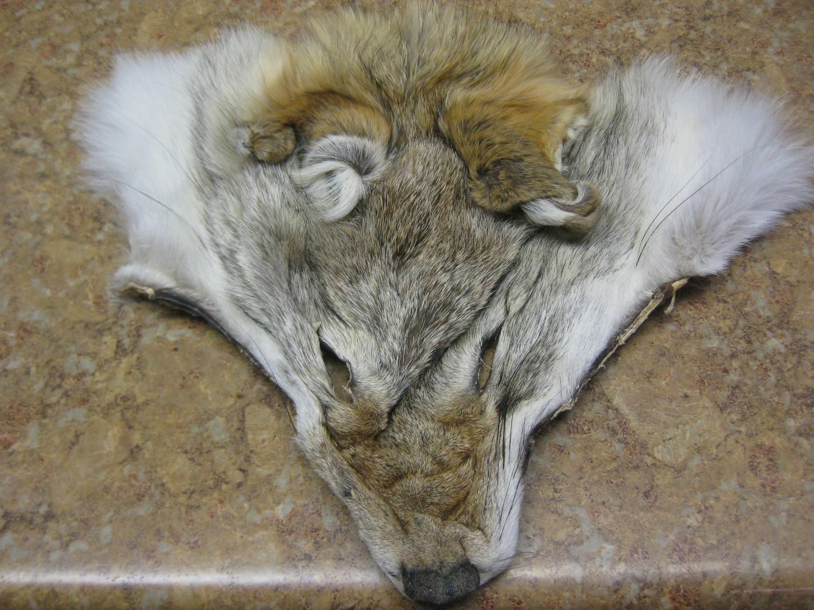 Fur Faces Coyote Trapping Fur Coats # 1 Grade    Red Id Tag