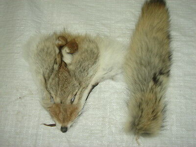 #1 Quality Xl Tanned Western Coyote Tail And Face Combo/fur/crafts/real Fur/trap
