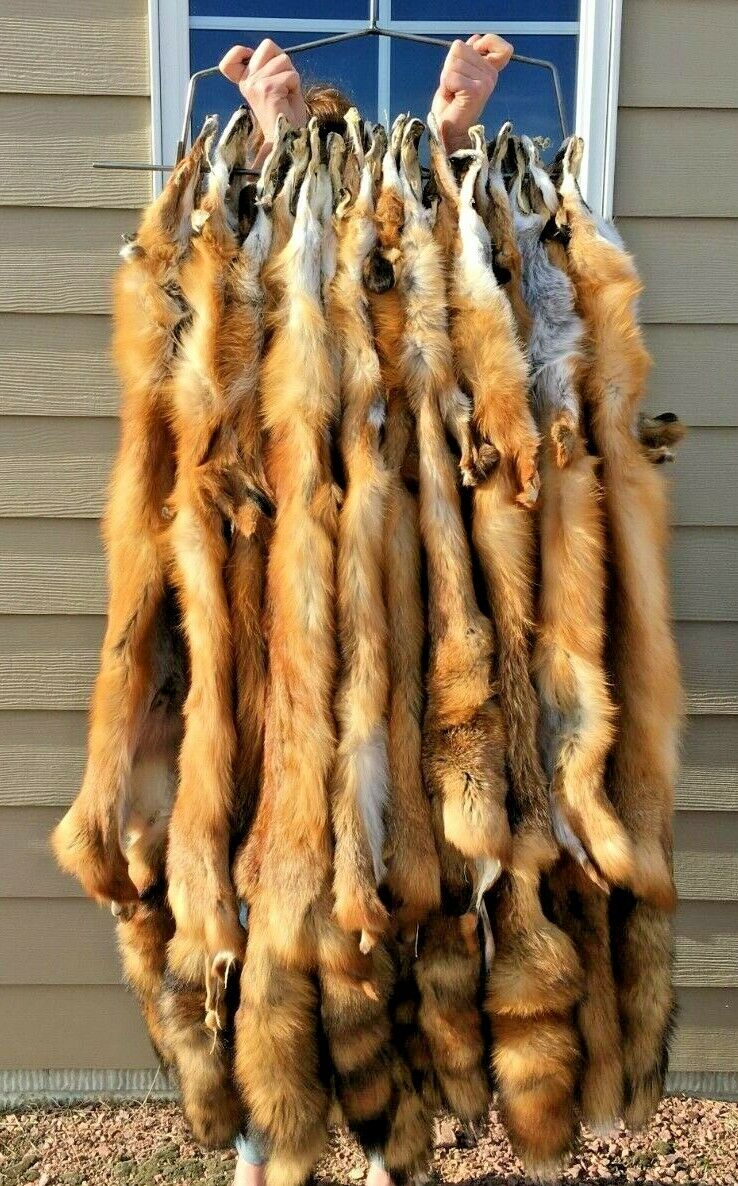 Beautiful Tanned Red Fox Pelts, Furs, Semiheavy (rdfxsemi)