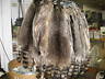Tanned Raccoon Hides  Fur Coats Trapping Furs Hats Bags Damaged Blue Tag Id